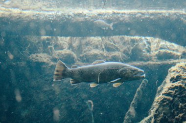 Prato allo Stelvio, İtalya - 03 24 2013: Aqua Prad görünümünü. Ziyaretçi Merkezi aquaprad