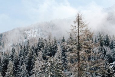 Mount Ortler üzerinde güzel manzaralı buzul ve güneşli kış günü bulutlarda