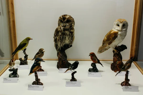 Prato allo Stelvio, İtalya - 03 24 2013: Aqua Prad görünümünü. Ziyaretçi Merkezi aquaprad