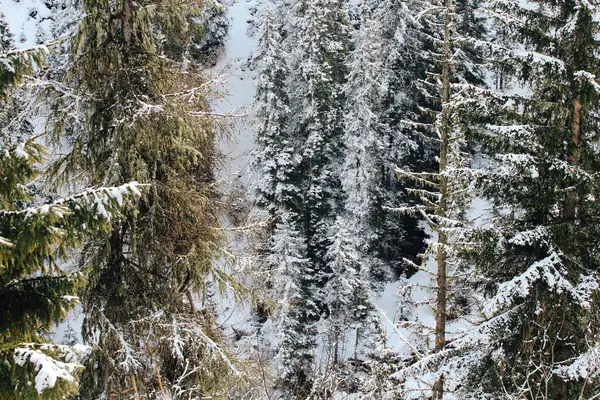 Вид Альпийские Горы Деревья Солнечный Зимний День — стоковое фото