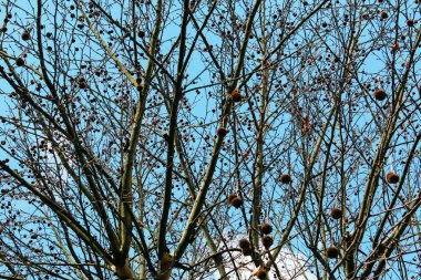 Bamberg, Almanya - 04 01 2013: güneşli kış gün Bamberg sokaklarda görünümlerini