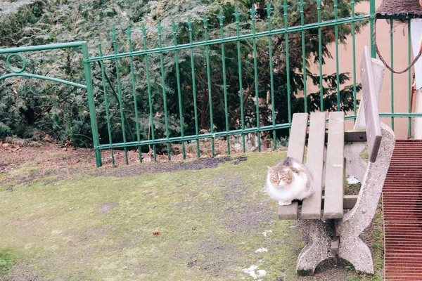 Karlovy Vary - 04 01 2013: Görünümünü sokaklarda Karlsbad, Çek Cumhuriyeti. Bahçede bir kedi