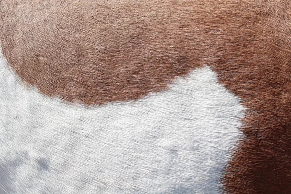Bakgrund konsistens av huden och ull av en gris, häst, Ko. — Stockfoto