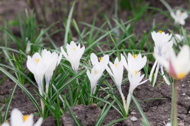 yumuşak odaklı doğal çiçek arka plan. İlkbaharda çiçekli güzel yaz çayır, makro, doğa.
