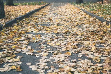 Kaldırıma düşen akçaağaç yaprakları, bahçeye düşen yapraklar..