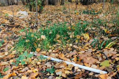 Ormanda çöp. Plastik ormanın kirliliği