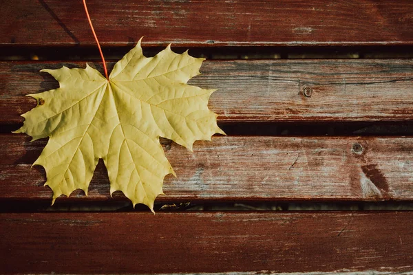 Hojas Caídas Otoño Parque Hojas Amarillas Permiso Arce Amarillo Banco —  Fotos de Stock