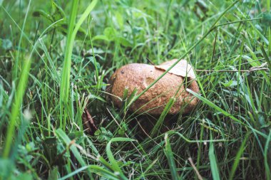 Ormandaki mantar boletus edulis, yeşil çim, yakın plan.