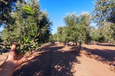 Zeytin ekimi ile eski zeytin ağacı Apulia bölgesinde, İtalya