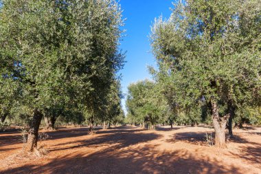 Zeytin ekimi ile eski zeytin ağacı Apulia bölgesinde, İtalya
