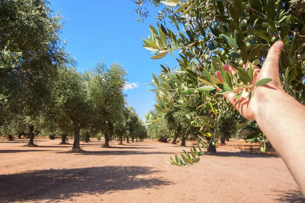 Olive plantation med gamla olivträd i regionen Apulien, Italien — Stockfoto