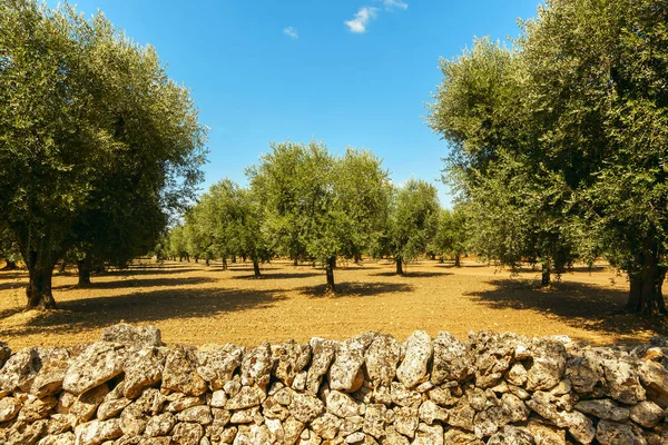 Olivenplantage med gammelt oliventræ i Puglia-regionen, Italien - Stock-foto