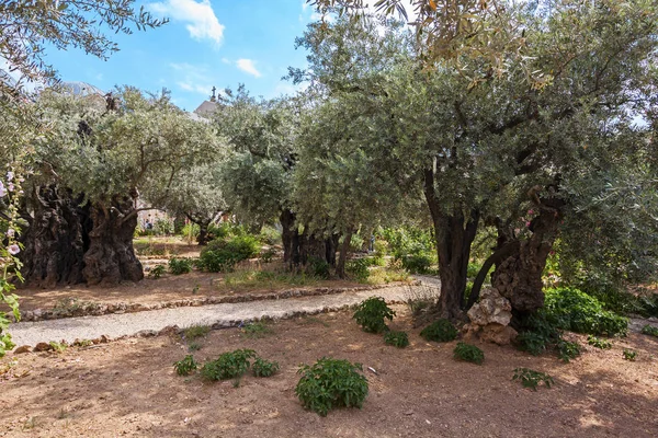 Гецеманский сад, где Иисус молился, прежде чем был взят в плен римскими солдатами. В Иерусалиме — стоковое фото