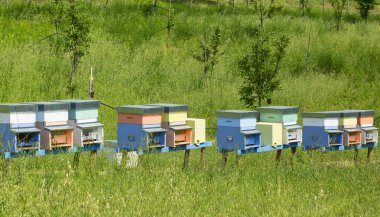 Çiçek tarlasında bir sıra arı kovanı ve arkasında bir meyve bahçesi.