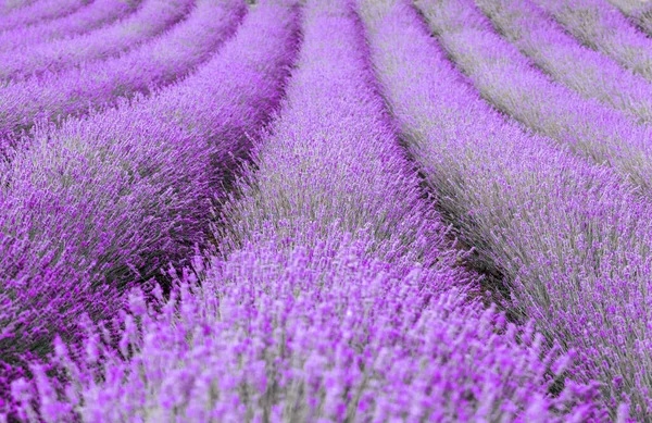 Lavender Field Summer Sunset Landscape Valensole Provence France — Stock Photo, Image