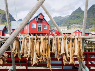 Norveçli fiyortta geleneksel kırmızı rorbu evleriyle otantik geleneksel balıkçı köyünde balık morinası kurutmak. Lofoten Adaları, Norveç.