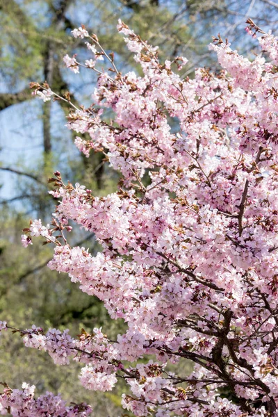 Sakura ağacı çiçeği Botanik Bahçesi bahar zaman içinde