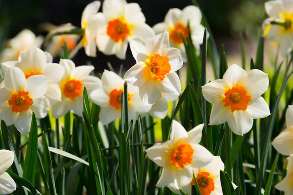 Nergis çiçek alan. Nergis nergis çiçekleri yeşil çim arka plan ile.
