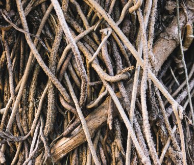 Banyan Ağaç kökleri, kapatmak dokulu arka plan