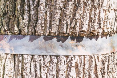 Demir kemer, doğal arka plan tarafından çevrili ağacının gövde