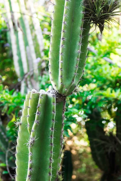 İki adet güneş ışığında büyüyen bölü yeşil kaktüs
