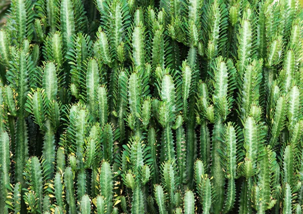 Yeşil kaktüs doğal arka plan