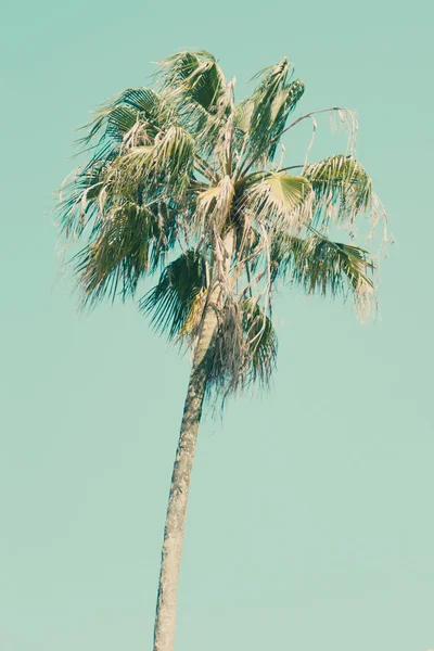 Mavi parlak gökyüzü arka plan üzerinde palmiye ağacı