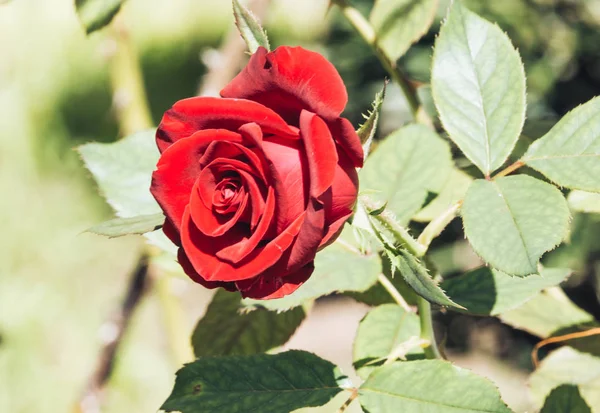 Kırmızı gül dalı yeşil arka bahçesinde üzerinde