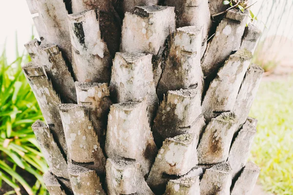 Palmiye ağaç gövdesi güneşli gün, doğal doku kadar kapatın