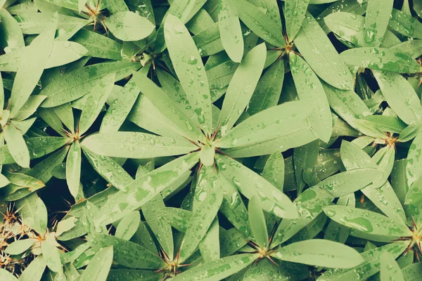 Tropikal yapraklar yeşil bitki. Yeşil yaprak süsleme. Egzotik bitkiler üstten görünüm. Tropikal yaprak arka plan. Tropikal Bahçe flora. 