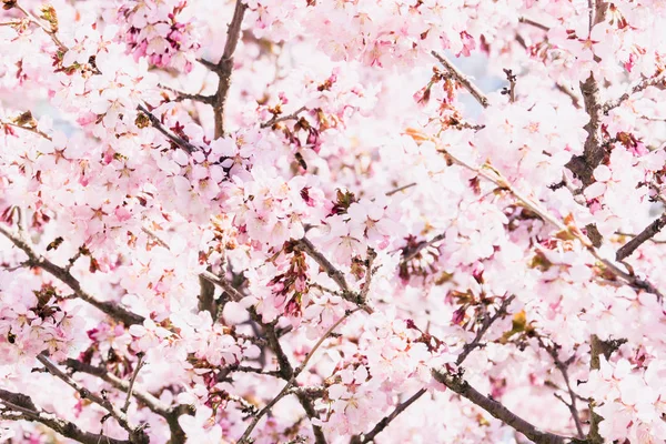 Kırmızı çilek arka plan, sulu çilek