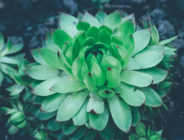 Yeşil etli bitki, arka plan yakından