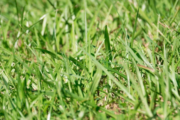 yeşil çim alan doku