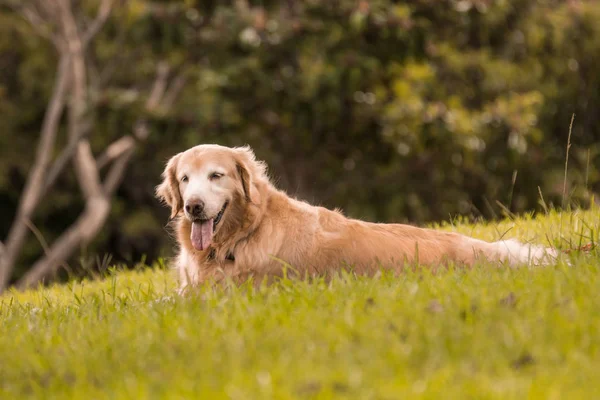 Prk Golden retriver