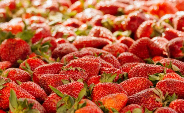 Kırmızı çilek arka plan, sulu çilek