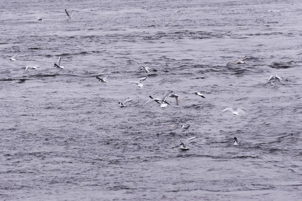 Martılar hutning balık Nehri üzerinde