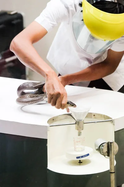 Tayland, Bangkok, 24.03.2017: Uzman yılan zehiri serpentarium içinde bir kamu gösteri seyirci ile toplar