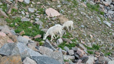 Bebek ve anne dağ keçisi Vail yakınındaki bir Rocky Dağı'nda