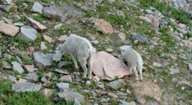 Bebek ve anne dağ keçisi Vail yakınındaki bir Rocky Dağı'nda
