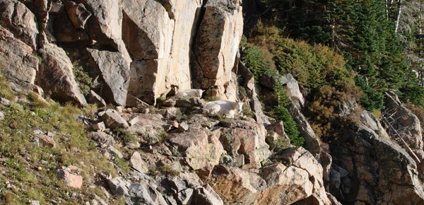 Mother Baby Mountain Goat Lying Mountain Side — Stock Photo, Image