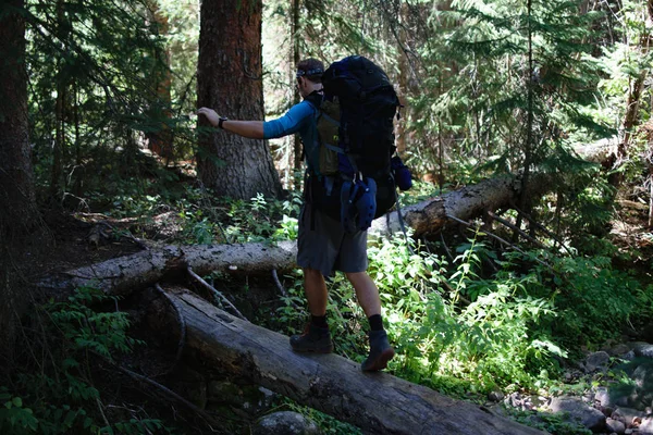 Man Wandelen Dead Tree Log Brug — Stockfoto