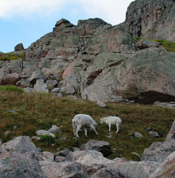 赤ちゃんとベイルの近くのロッキー山脈上の母山ヤギ — ストック写真