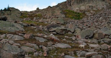 Bebek ve anne dağ keçisi Vail yakınındaki bir Rocky Dağı'nda