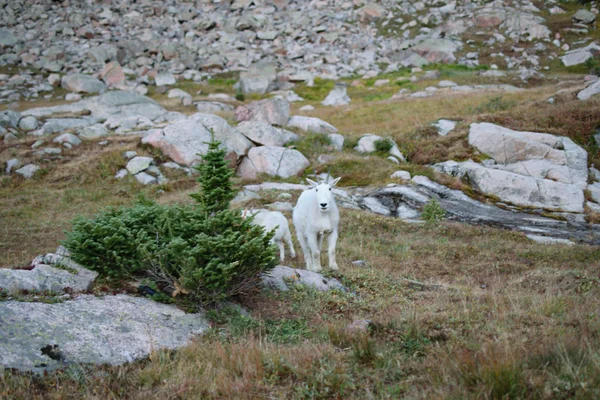 Baby Mother Mountain Goat Uma Montanha Rochosa Perto Vail — Fotografia de Stock