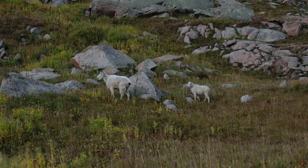 赤ちゃんとベイルの近くのロッキー山脈上の母山ヤギ — ストック写真