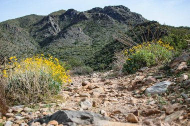 Kayalık Trail ile çiçekler içinde ön plan ve arka planda dağlar