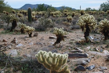 Ağ Geçidi iz Scottsdale Arizona