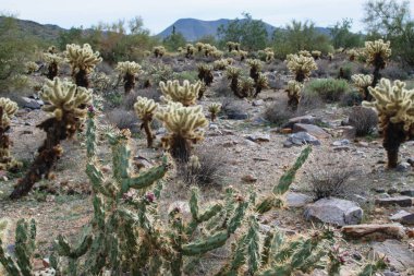 Ağ Geçidi iz Scottsdale Arizona