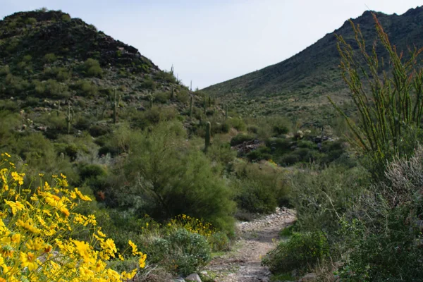 Rotsachtige Trail Met Bloemen Voorgrond Bergen Achtergrond — Stockfoto