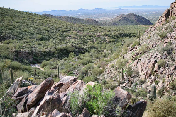 Arizona Wandelpad Buurt Van Scottsdale Stad — Stockfoto